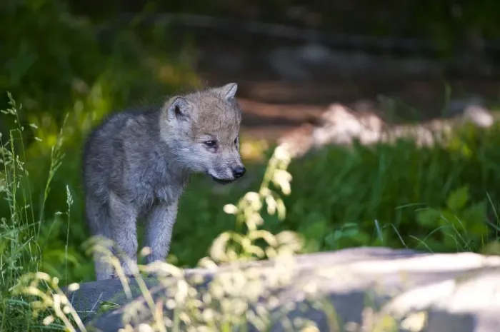 Framed Print : Arctic wolf pup Framed Print : Arctic wolf pup
