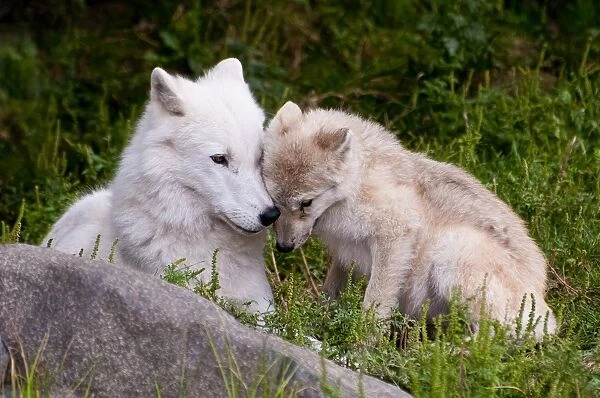 Arctic Wolf And Pup