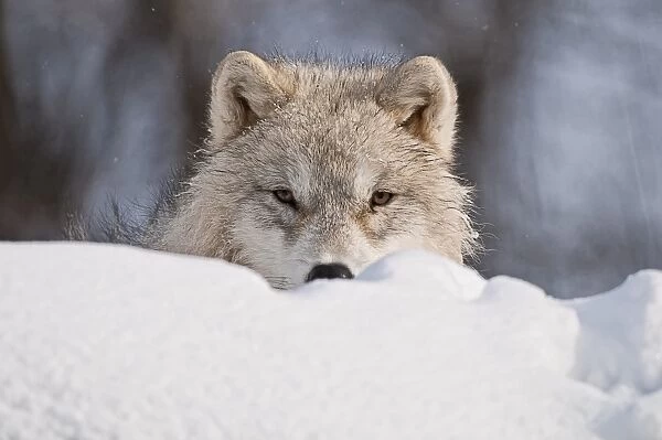Arctic Wolf Pup