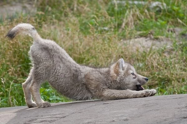 Arctic Wolf Pup Stretching