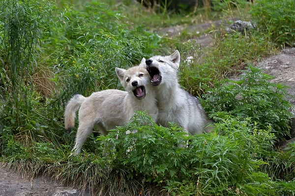 Arctic wolf pups howling