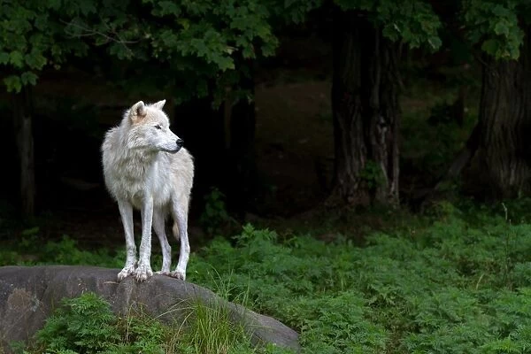 Arctic Wolf - The Watcher