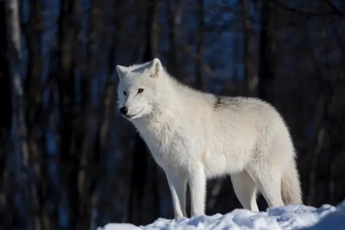 Framed Print : Arctic wolf in winter Framed Print : Arctic wolf in winter
