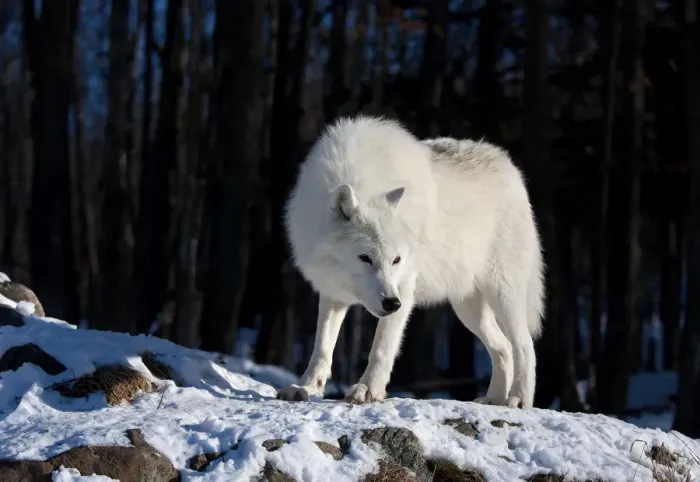 Framed Print : Arctic wolf in winter Framed Print : Arctic wolf in winter