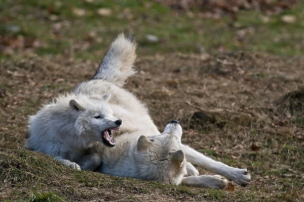 Arctic wolves. Two Arctic Wolves rough housing. One wolf is showing some teeth