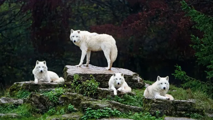 Framed Print : Four arctic wolves Framed Print : Four arctic wolves