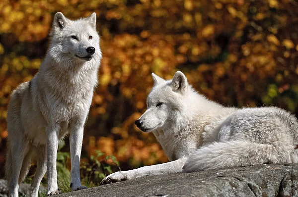 Arctic Wolves On Rock