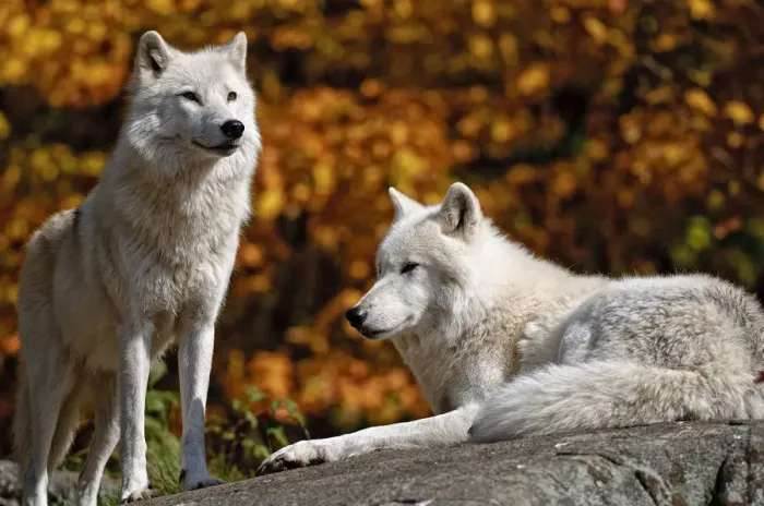 Framed Print : Arctic Wolves On Rock Framed Print : Arctic Wolves On Rock