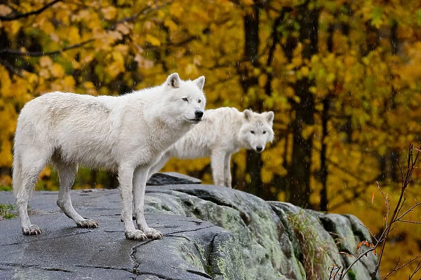 Arctic Wolves On Rocks