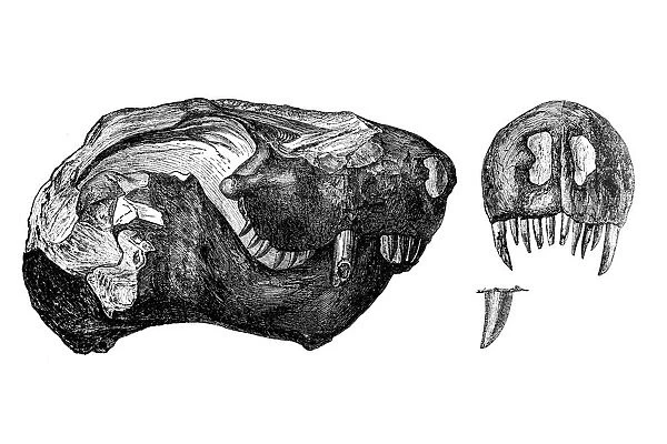 Arctognathus curvimola skull