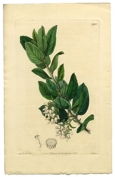 Arctostaphylos tomentosa Victorian Botanical Illustration, Downy Bearberry, Bearberry, 1835
