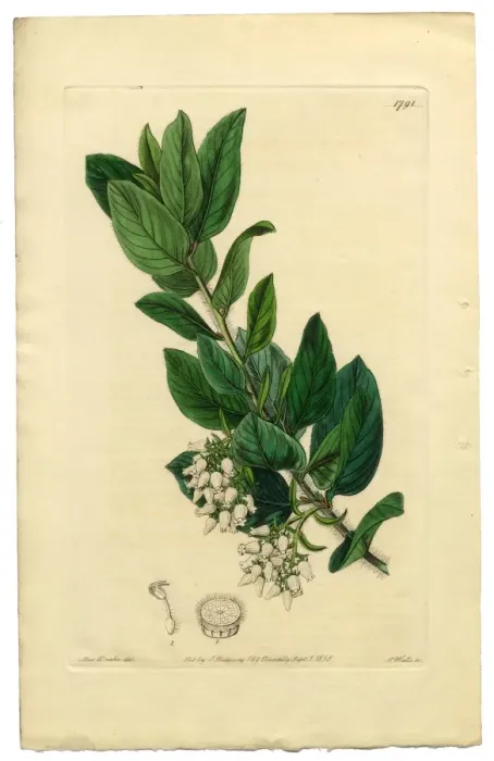 Framed Print : Arctostaphylos tomentosa Victorian Botanical Illustration, Downy Bearberry, Bearberry, 1835 Framed Print : Arctostaphylos tomentosa Victorian Botanical Illustration, Downy Bearberry, Bearberry, 1835
