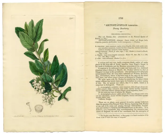 Framed Print : Arctostaphylos tomentosa Victorian Botanical Illustration, Downy Bearberry, Bearberry, 1835 Framed Print : Arctostaphylos tomentosa Victorian Botanical Illustration, Downy Bearberry, Bearberry, 1835