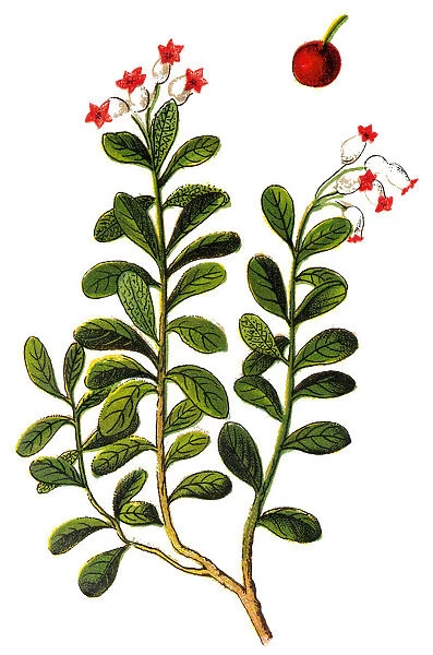 Arctostaphylos uva-ursi, kinnikinnick and pinemat manzanita