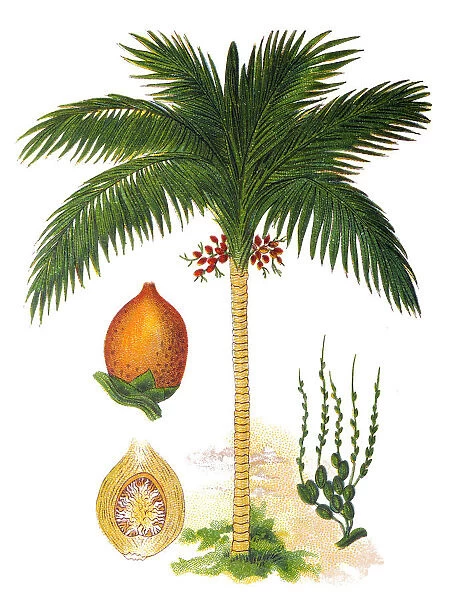 Areca catechu, areca palm, areca nut palm, betel palm, Indian nut, Pinang palm