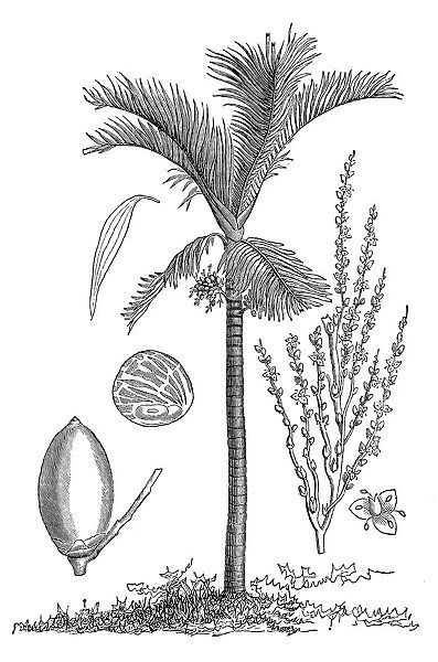 Areca palm (Areca catechu)