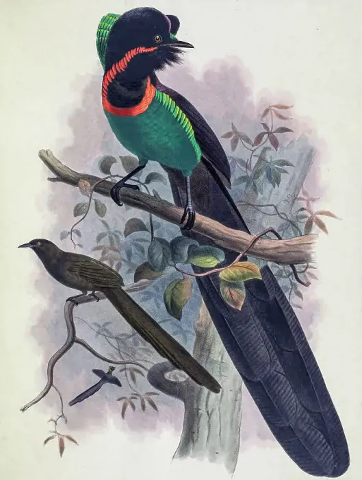 Framed Print : Arfak astrapia, 19th century illustration Framed Print : Arfak astrapia, 19th century illustration