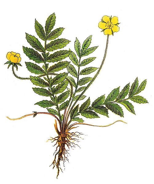 Argentina anserina, known by the common names silverweed, common silverweed or silver cinquefoil