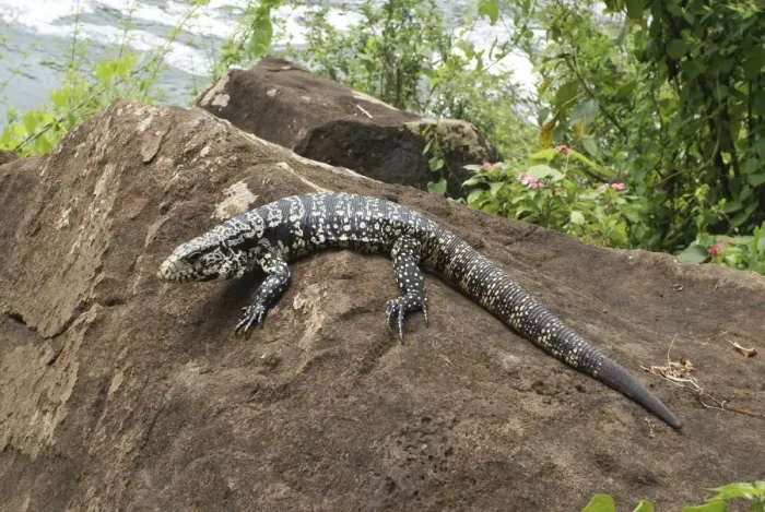 Framed Print : Argentine Black and White Tegu (Tupinambis merianae), Iguazu Falls, Brazil / Argentina Framed Print : Argentine Black and White Tegu (Tupinambis merianae), Iguazu Falls, Brazil / Argentina