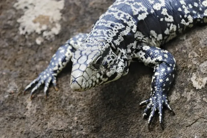 Framed Print : Argentine Black and White Tegu (Tupinambis merianae), Iguazu Falls, Brazil / Argentina Framed Print : Argentine Black and White Tegu (Tupinambis merianae), Iguazu Falls, Brazil / Argentina