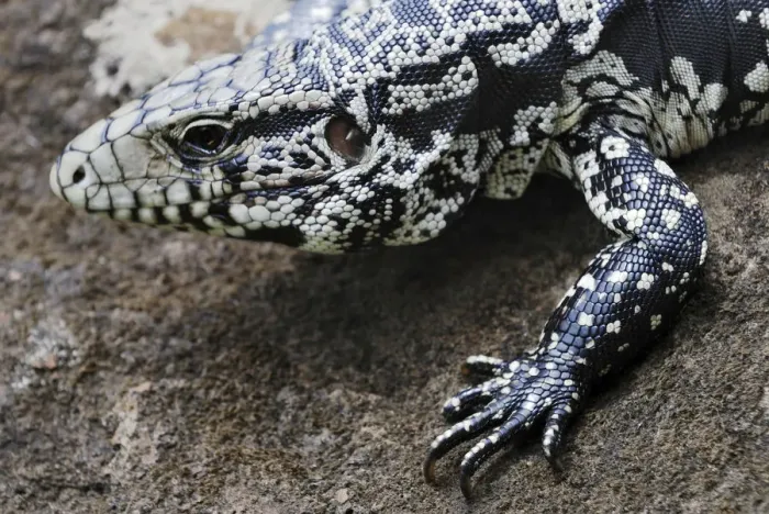 Framed Print : Argentine Black and White Tegu (Tupinambis merianae), Iguazu Falls, Brazil / Argentina Framed Print : Argentine Black and White Tegu (Tupinambis merianae), Iguazu Falls, Brazil / Argentina