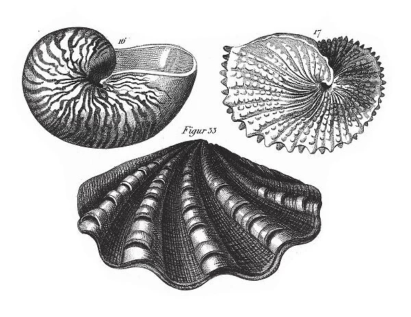 Argonauta Argo, Representatives of the Phyla Mollusca, Echindermata, Ctenophora
