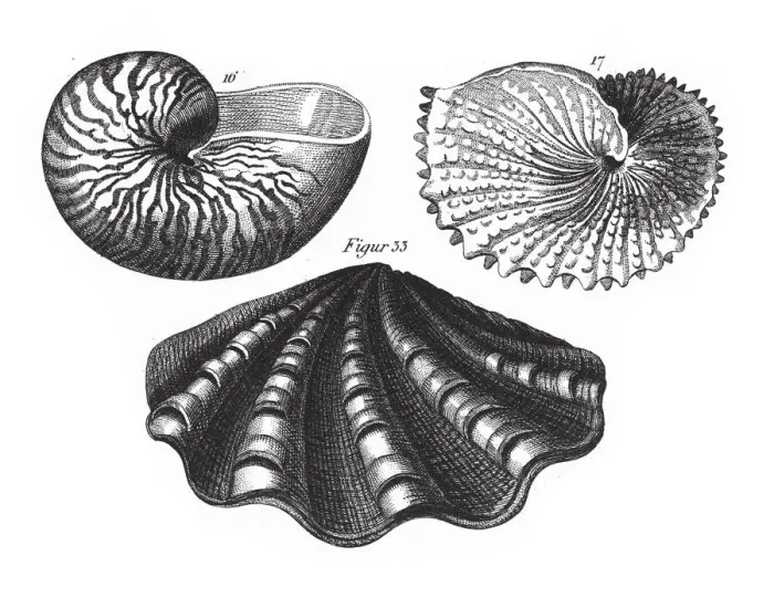 Framed Print : Argonauta Argo, Representatives of the Phyla Mollusca, Echindermata, Ctenophora Framed Print : Argonauta Argo, Representatives of the Phyla Mollusca, Echindermata, Ctenophora