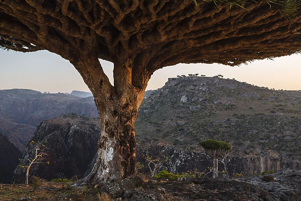 arid climate, beauty in nature, calm, color image, day, dixam, dragons blood tree