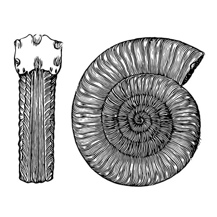 Framed Print : Arietites is a genus of massive, giant evolute, psiloceratacean ammonites in the family Arietitidae in which whorls are subquadrate and transversely ribbed and low keels in triplicate, separated by a pair of longitudinal grooves Framed Print : Arietites is a genus of massive, giant evolute, psiloceratacean ammonites in the family Arietitidae in which whorls are subquadrate and transversely ribbed and low keels in triplicate, separated by a pair of longitudinal grooves