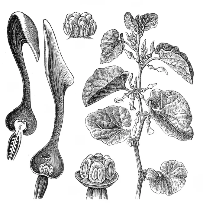 Framed Print : Aristolochia clematitis