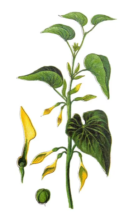Framed Print : Aristolochia clematitis, the (European) birthwort Framed Print : Aristolochia clematitis, the (European) birthwort