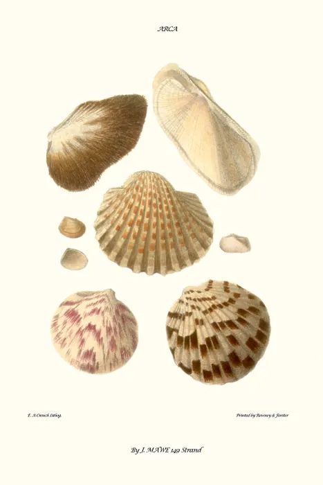 Framed Print : ark shells Framed Print : ark shells