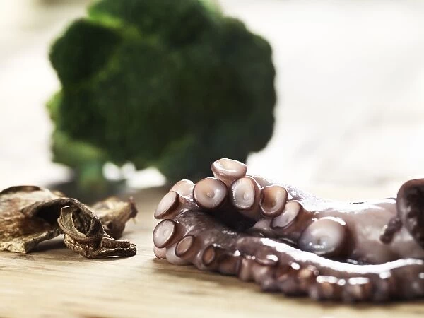Arm from a fresh octopus