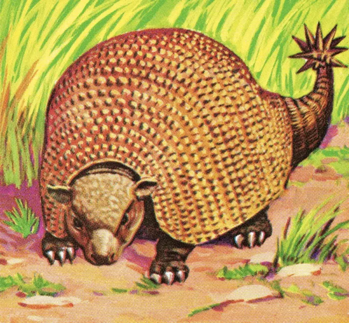 Framed Print : Armadillo. http: / / csaimages.com / images / istockprofile / csa_vector_dsp.jpg Framed Print : Armadillo. http: / / csaimages.com / images / istockprofile / csa_vector_dsp.jpg