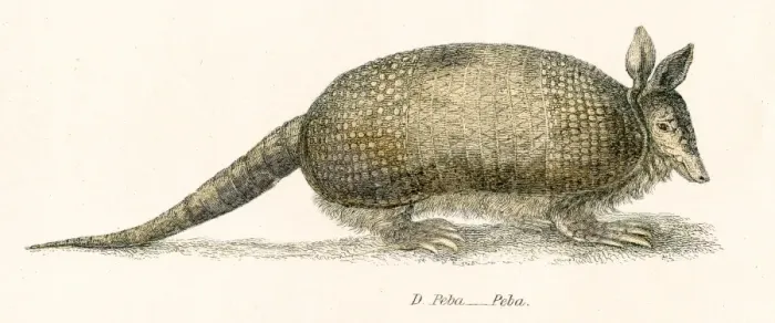 Framed Print : Armadillo engraving 1803 Framed Print : Armadillo engraving 1803