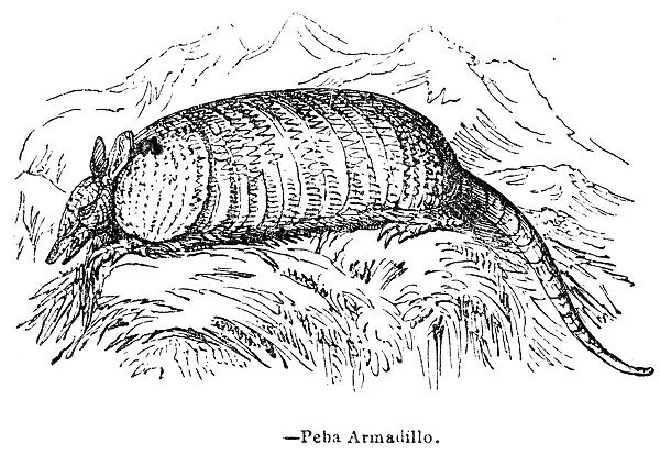 Armadillo engraving 1893