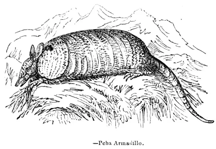 Framed Print : Armadillo engraving 1893