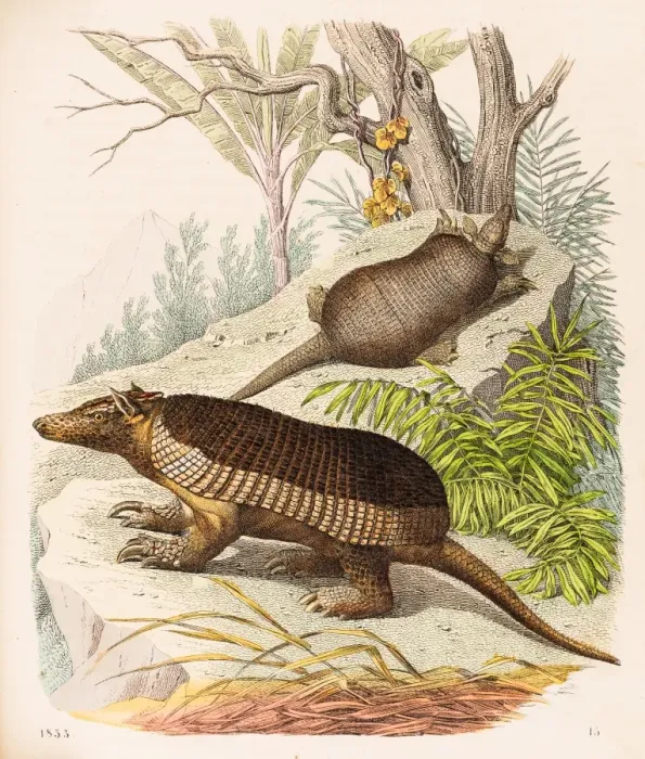 Framed Print : Armadillos illustration 1853