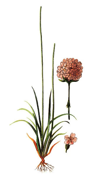 Armeria maritima, commonly known as thrift, sea thrift or sea pink