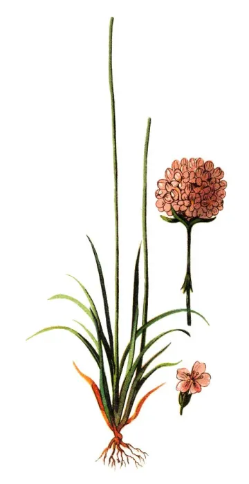 Framed Print : Armeria maritima, commonly known as thrift, sea thrift or sea pink Framed Print : Armeria maritima, commonly known as thrift, sea thrift or sea pink