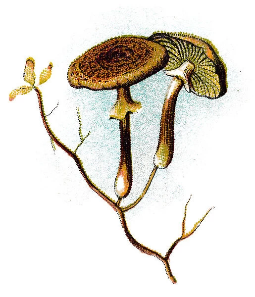 Armillaria mellea, commonly known as honey fungus