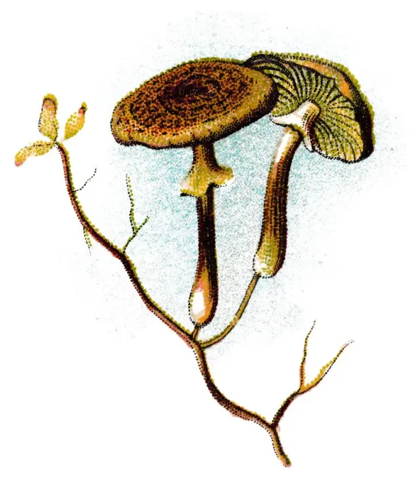 Framed Print : Armillaria mellea, commonly known as honey fungus