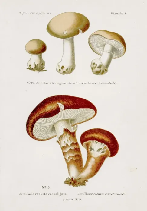 Framed Print : Armillaria mushroom 1891 Framed Print : Armillaria mushroom 1891