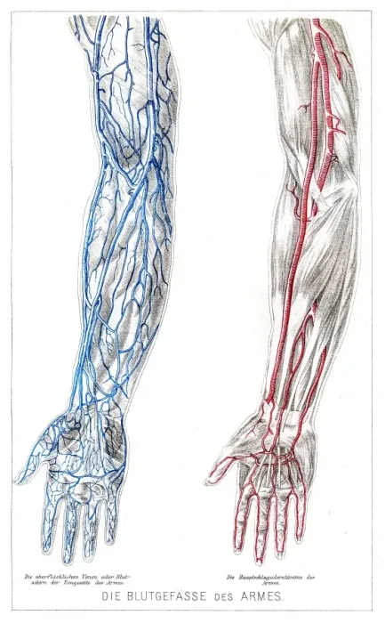 Framed Print : Arms Blood vessels anatomy engraving 1857 Framed Print : Arms Blood vessels anatomy engraving 1857