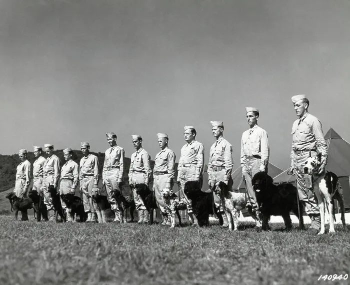 Framed Print : Army Dogs Ready for Inspection Framed Print : Army Dogs Ready for Inspection