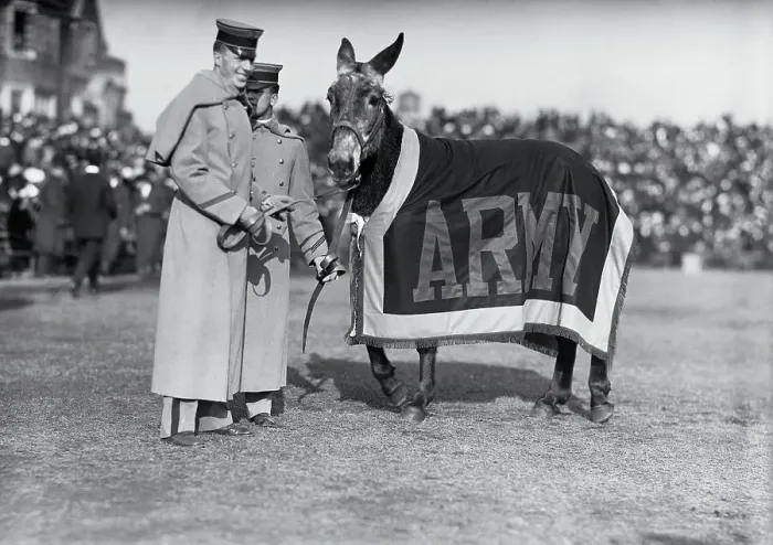 Framed Print : The Army Mule at Army Navy Football Game Framed Print : The Army Mule at Army Navy Football Game