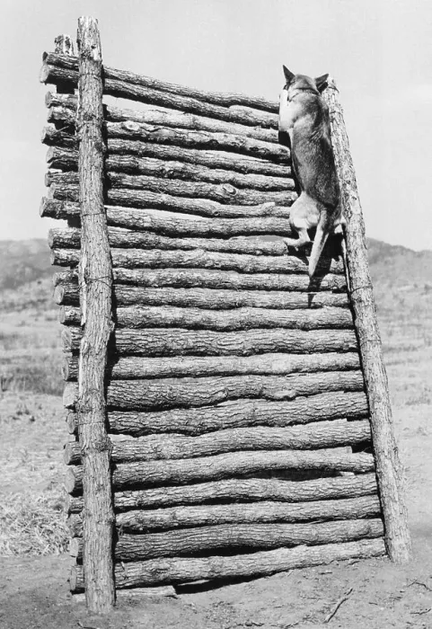 Framed Print : Army Sentry Dog Scales Wall Framed Print : Army Sentry Dog Scales Wall