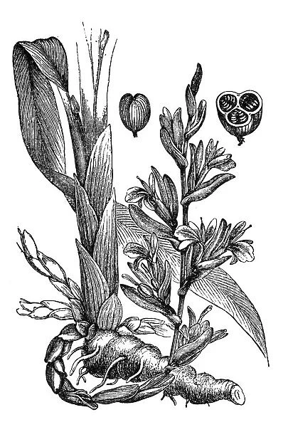 Aromatic plant green or true cardamom (elettaria cardamomum)