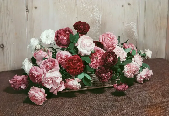 Framed Print : Arrangement Of Roses