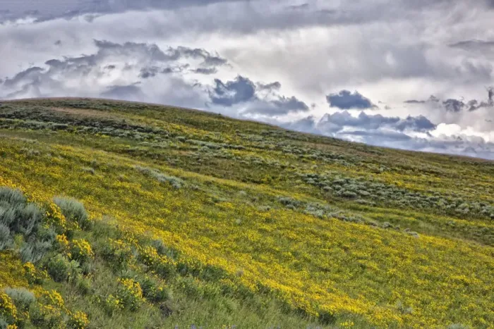 Framed Print : Arrowleaf balsamroot (Balsamorhiza sagittata) covering hillside, Yellowstone National Park, Wyoming, USA Framed Print : Arrowleaf balsamroot (Balsamorhiza sagittata) covering hillside, Yellowstone National Park, Wyoming, USA